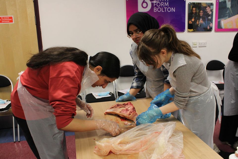 Students performing dissection